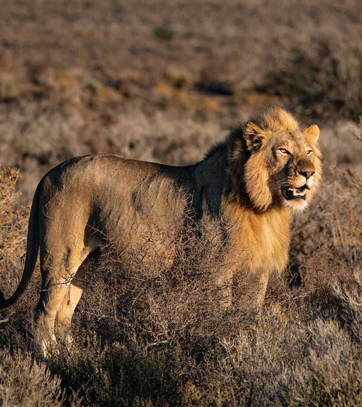 TeleCular 50X Telephoto Lens - Image 7