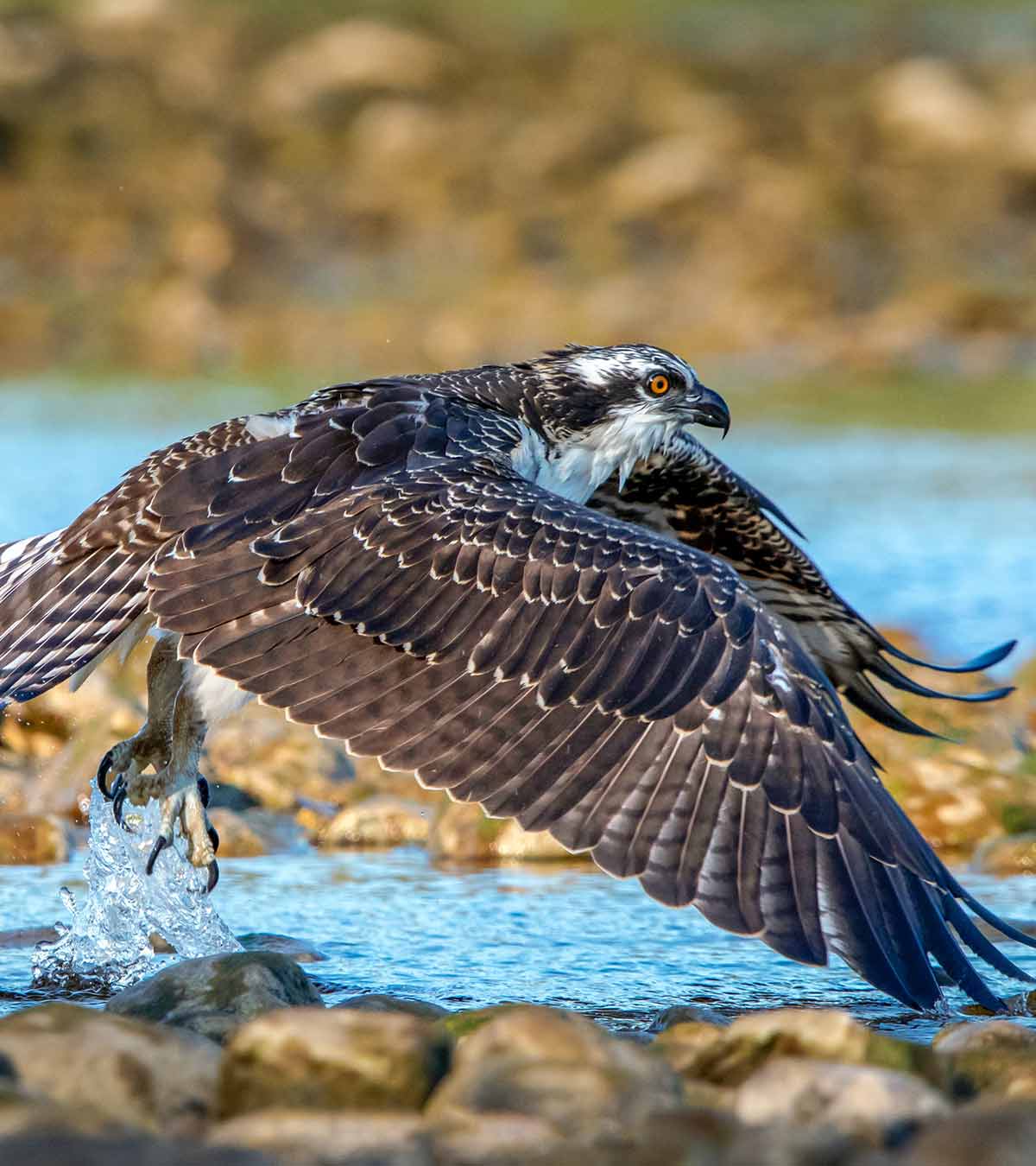 TeleCular 30X Telephoto Lens - Image 8